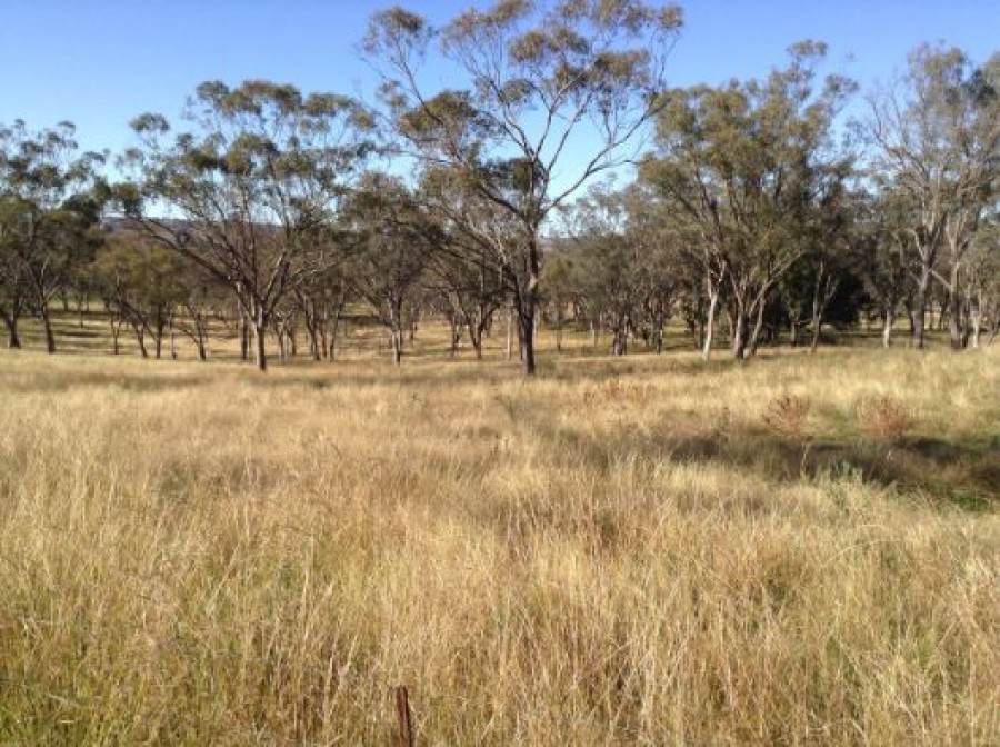 "Holmsview" 1036 Rob Roy Road MT RUSSELL NSW 2360 - Lehman 